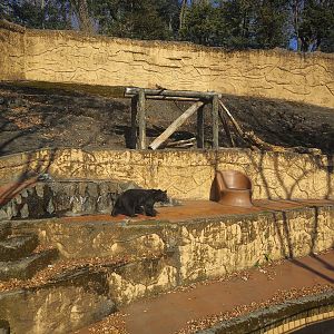 Japanese Black Bear Exhibit