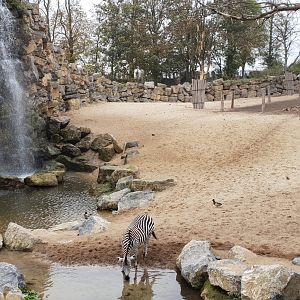 Grant`s zebra , The Land of Origins