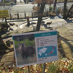 Yaku Island Sika Deer Exhibit