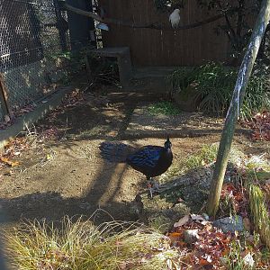 Palawan Peacock-Pheasant and Pied Imperial Pigeon