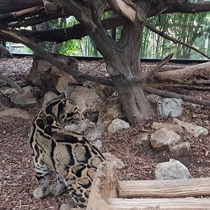 Indochinese clouded leopard
