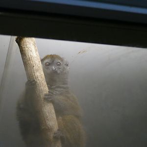 Gentle lemur, October 2019