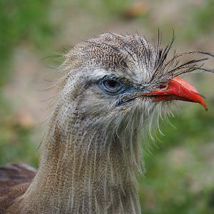 Red-legged seriema (Cariama cristata), 2019-10-05