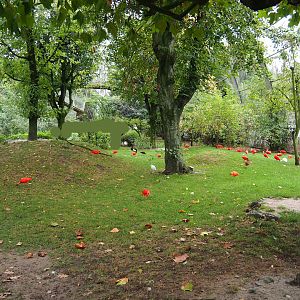 View in large walk-through aviary, 2019-10-05