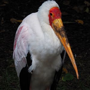 Yellow-billed stork (Mycteria ibis), 2019-10-05