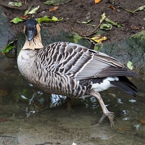 Nene or Hawaiian goose (Branta sandvicensis), 2019-10-05