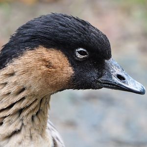 Nene or Hawaiian goose (Branta sandvicensis), 2019-10-05