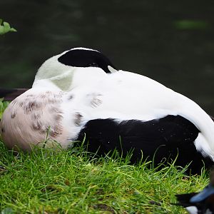 European eider (Somateria mollissima mollissima), 2019-10-05