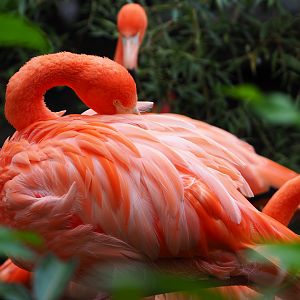 Caribbean flamingo (Phoenicopterus ruber), 2019-10-05