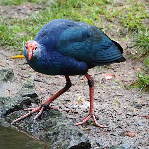 Grey-headed purple swamphen (Porphyrio porphyrio poliocephalus), 2019-10-05