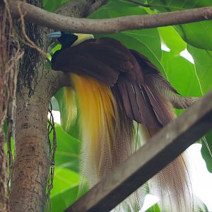 Greater bird-of-paradise (Paradisaea apoda apoda), 2019-10-05