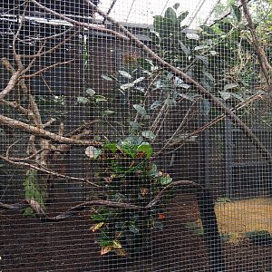 Greater bird-of-paradise aviary, 2019-10-05