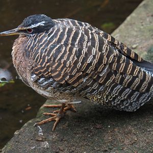 Sunbittern (Eurypyga helias), 2019-10-05