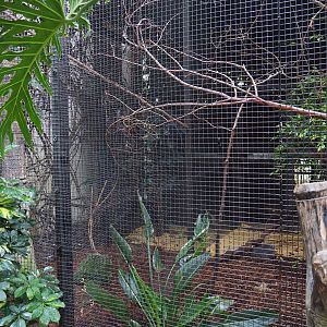 Golden-winged magnificent Bird-of-paradise aviary, 2019-10-05