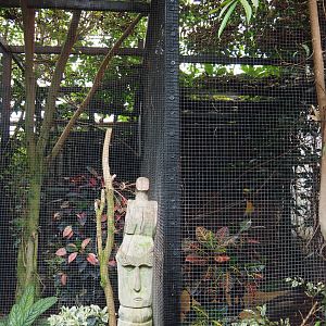 Lesser bird-of-paradise aviary complex, 2019-10-05