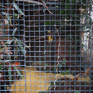 Male lesser bird-of-paradise aviary, 2019-10-05