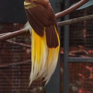 Lesser bird-of-paradise (Paradisaea minor), 2019-10-05