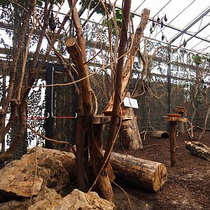 Flying fox and squirrel walk-through exhibit, 2019-10-05