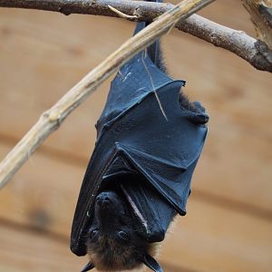 Lyle's flying fox (Pteropus lylei), 2019-10-05