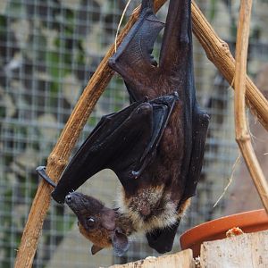 Lyle's flying fox (Pteropus lylei), 2019-10-05