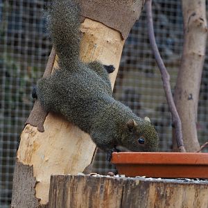 Pallas's squirrel (Callosciurus erythraeus), 2019-10-05