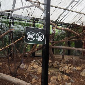 Indochinese clouded leopard exhibit, 2019-10-05