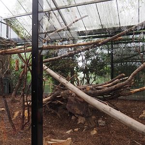 Indochinese clouded leopard exhibit, 2019-10-05