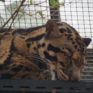 Indochinese clouded leopard (Neofelis nebulosa nebulosa), 2019-10-05