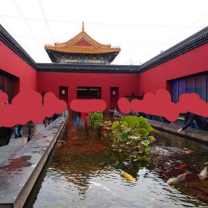 Chinese courtyard with koi pond and Chinese alligator and Chinese giant salamander exhibits, 2019-10-05