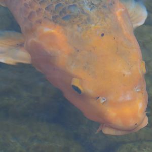 Koi (Cyprinus rubrofuscus), 2019-10-05