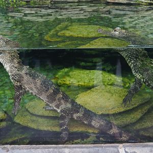 Chinese alligators (Alligator sinensis), 2019-10-05