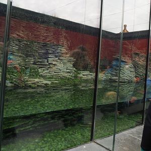 Part of the Chinese alligator exhibit, 2019-10-05