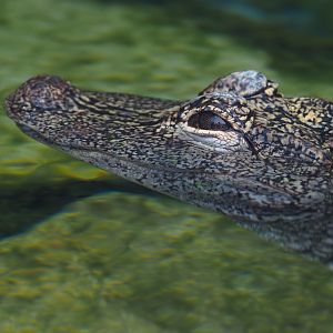 Chinese alligator (Alligator sinensis), 2019-10-05