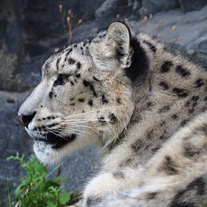 Snow leopard (Panthera uncia), 2019-10-05