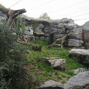 Second snow leopard exhibit, 2019-10-05