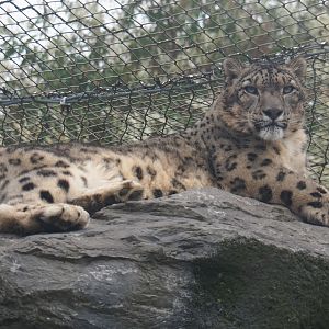 Snow leopard (Panthera uncia), 2019-10-05