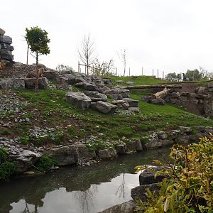 Golden takin exhibit, 2019-10-05