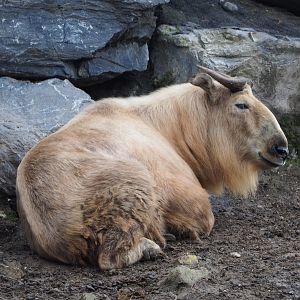 Golden takin (Budorcas taxicolor bedfordi), 2019-10-05
