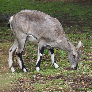 Bharal (Pseudois nayaur), 2019-10-05