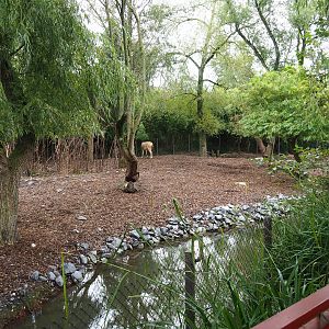 Père David's and Reeves's muntjac exhibit, 2019-10-05