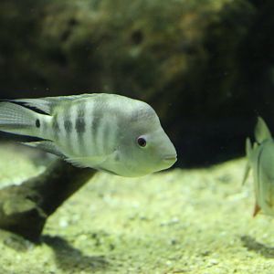 Unknown Fish