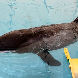 pygmy killer whale (Feresa attenuata)