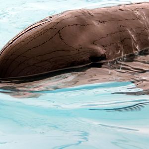 pygmy killer whale (Feresa attenuata)