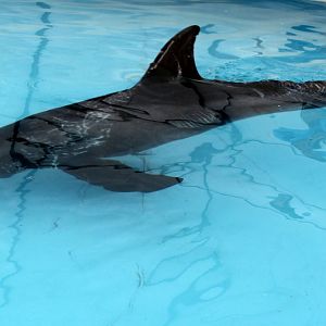 pygmy killer whale (Feresa attenuata)