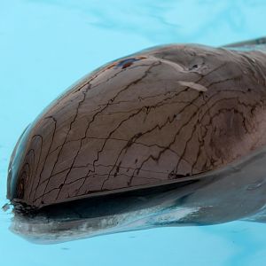 pygmy killer whale (Feresa attenuata)