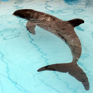 pygmy killer whale (Feresa attenuata)
