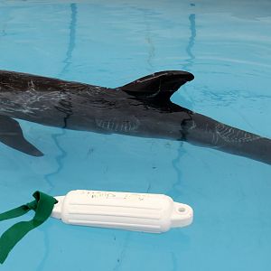 pygmy killer whale (Feresa attenuata)