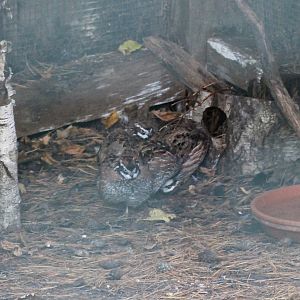 Northern bobwhite quails (Colinus virginianus)