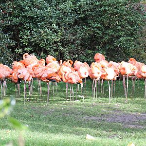 American flamingos (Phoenicopterus ruber)