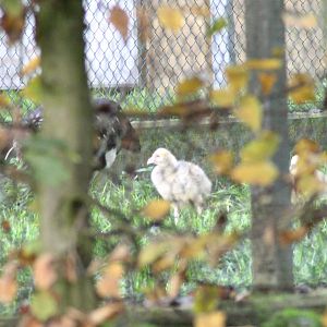 Baby Horned screamer (Anhima cornuta)